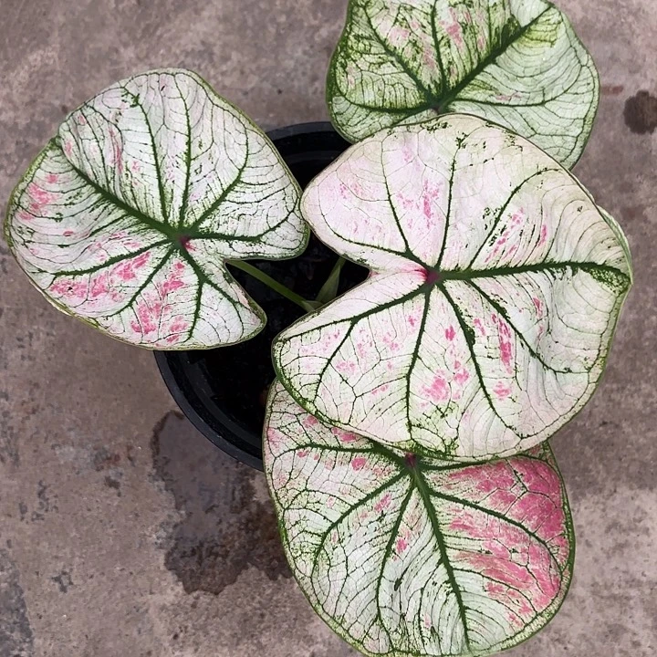 91-1101彩叶芋广东现货