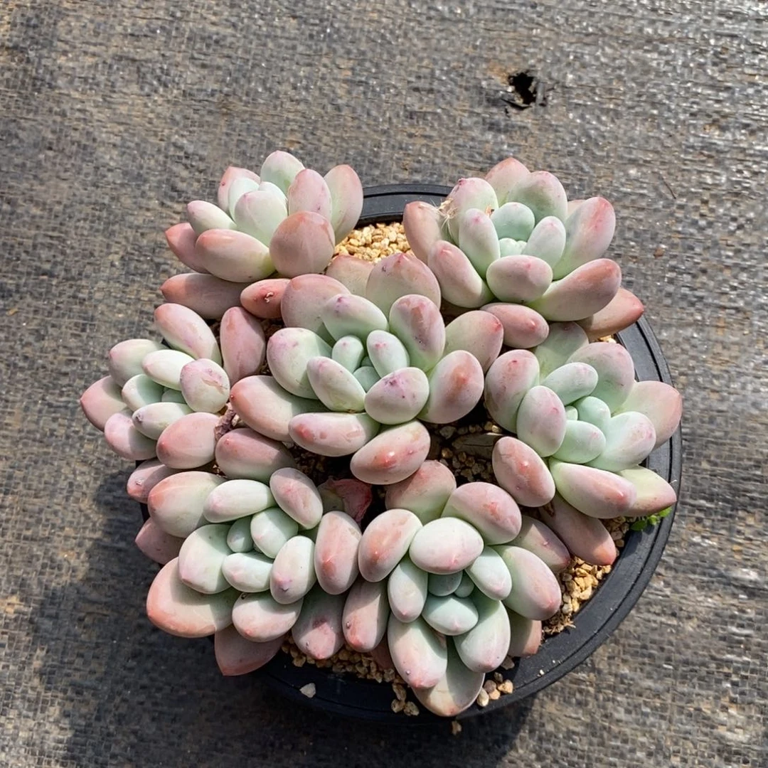 屿自然群捧花香水，1234567891