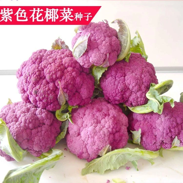 春播】紫菜花紫花菜种子紫色花椰菜紫西兰花种籽春秋播大田盆栽蔬