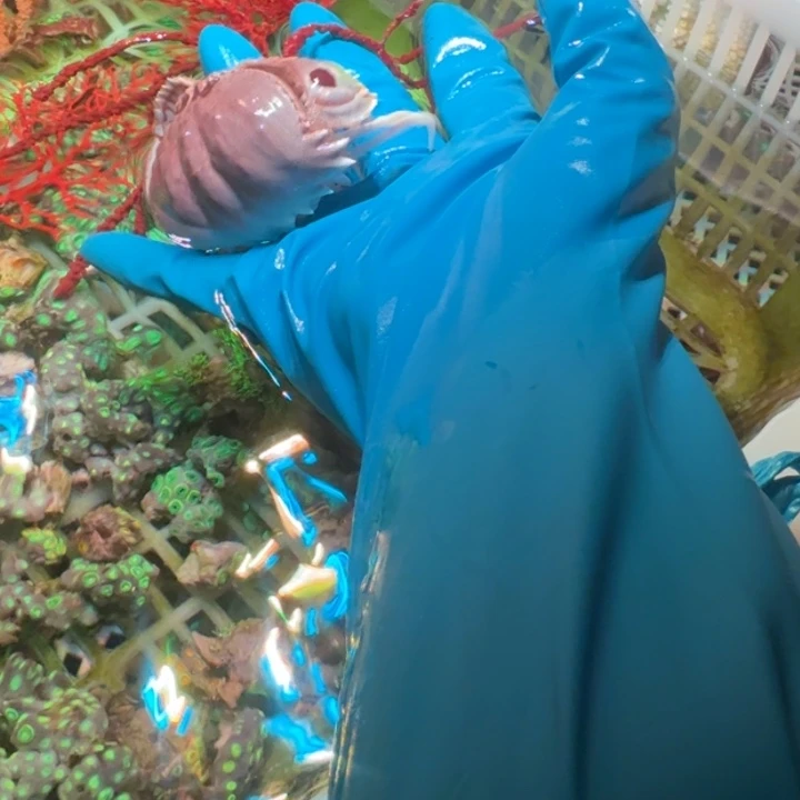 小****奶嘴海葵面包屑111111