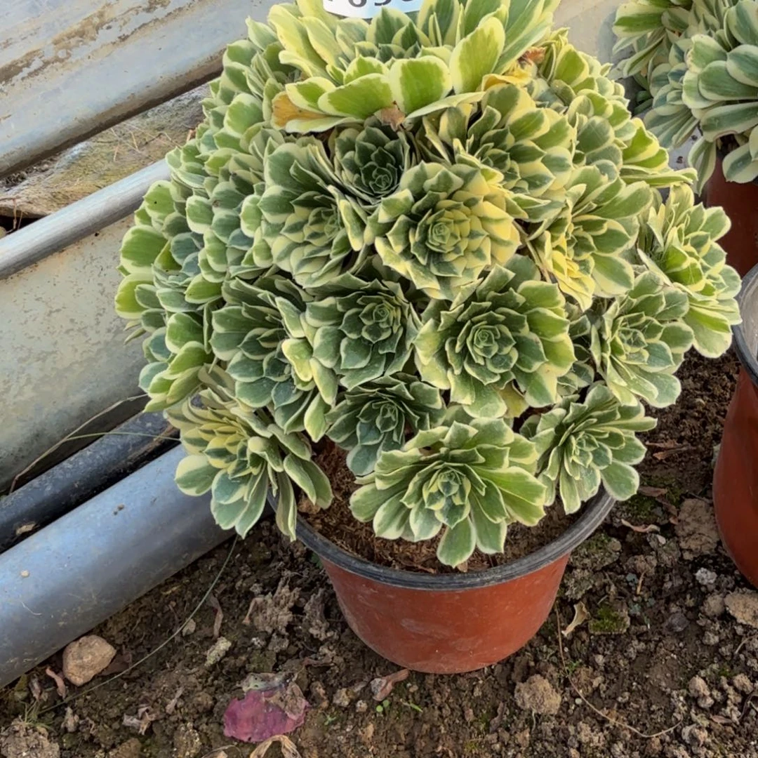 636冷月。多肉植物