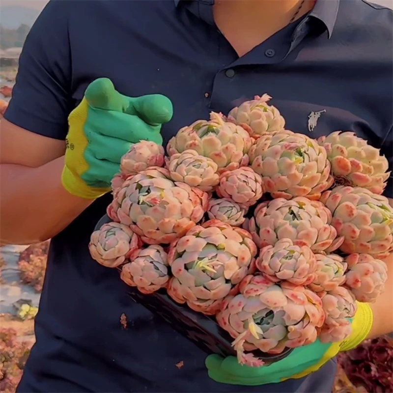 零花钱多肉   盆栽香水贝瑞18cm盆   多肉植物