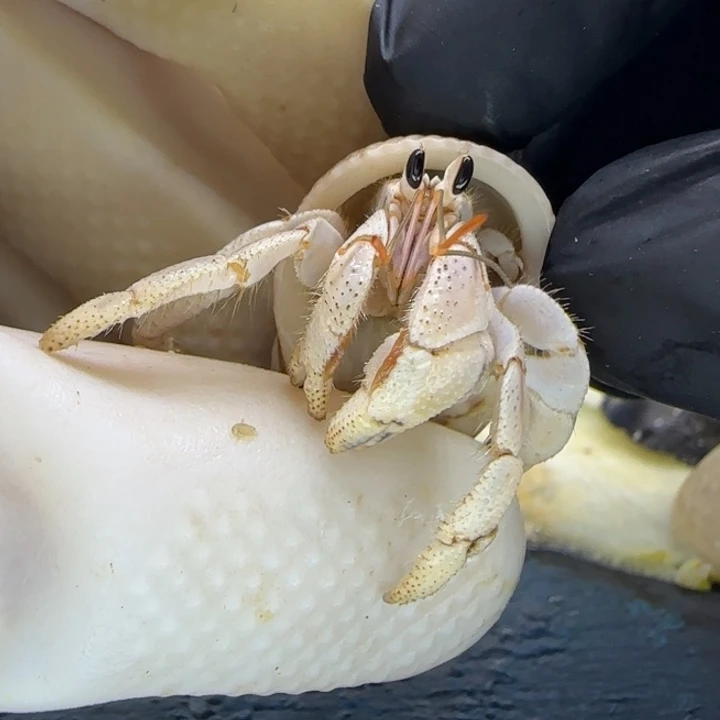 A51马岛灰白1.39cm口径