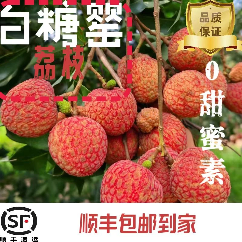 【白糖罂】300年老树荔枝 顺丰冷链 包邮到家 现摘现发