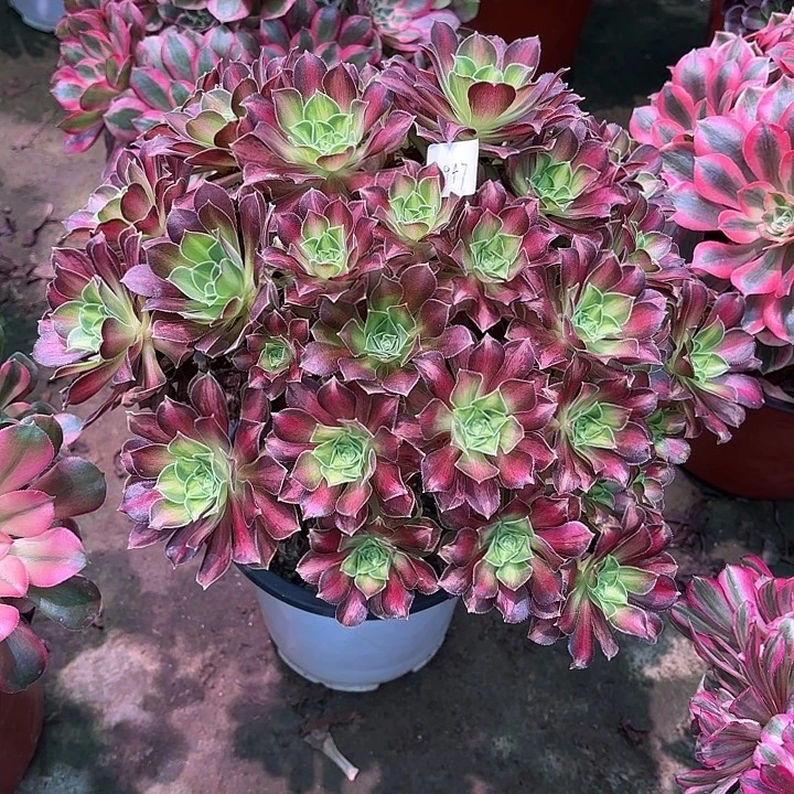 多肉植物绍华00947