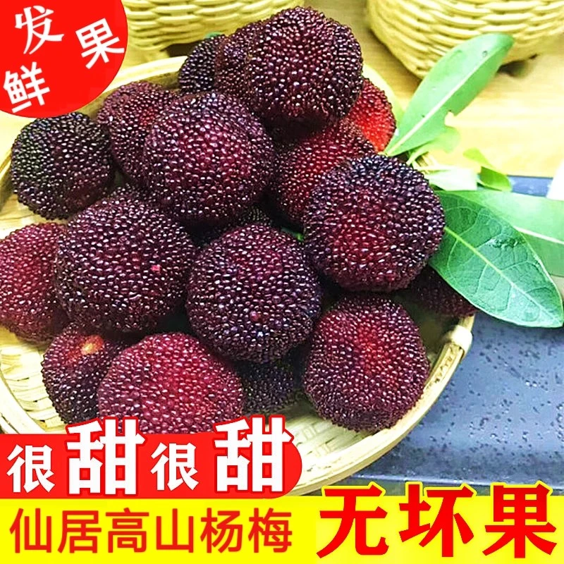 【特甜】仙居杨梅小黑炭鲜果正宗东魁杨梅新鲜水果整箱10斤泡酒酿酒