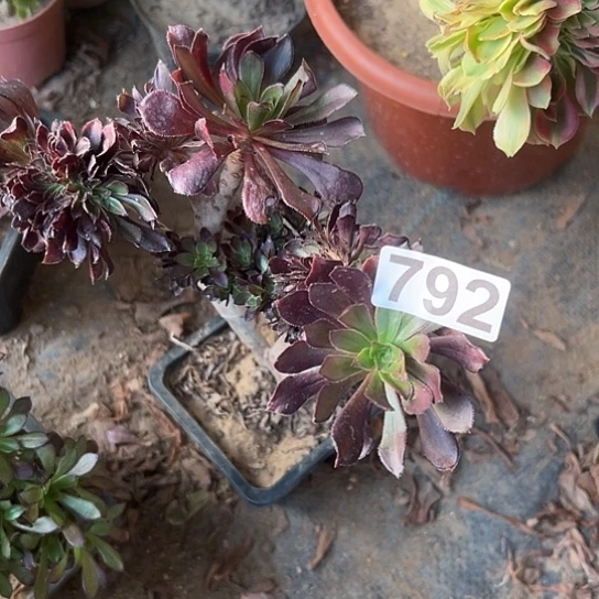 婵***婵多肉植物一个黑法792