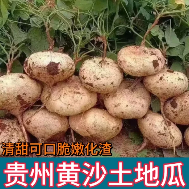 贵州老品种地瓜地萝卜凉薯清甜可口新鲜美味