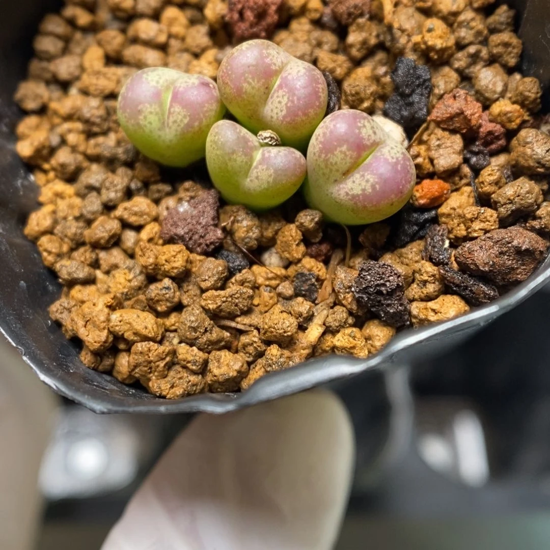 多肉植物肉锥杂交K-2722
