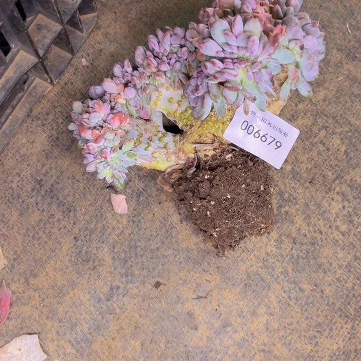 『***欢多肉一物一拍6679