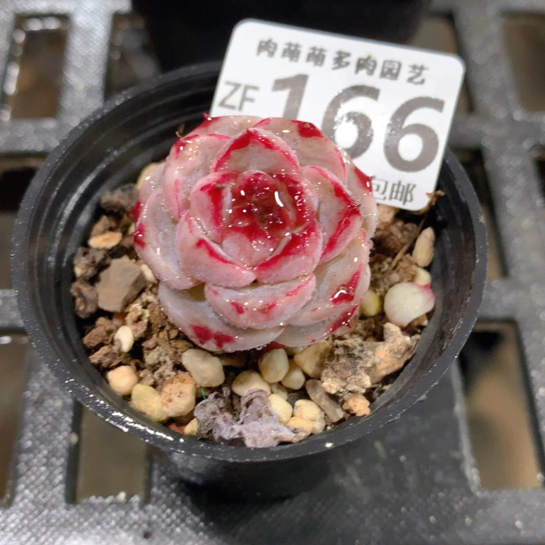 肉萌萌拇指盆精控多肉ZF166