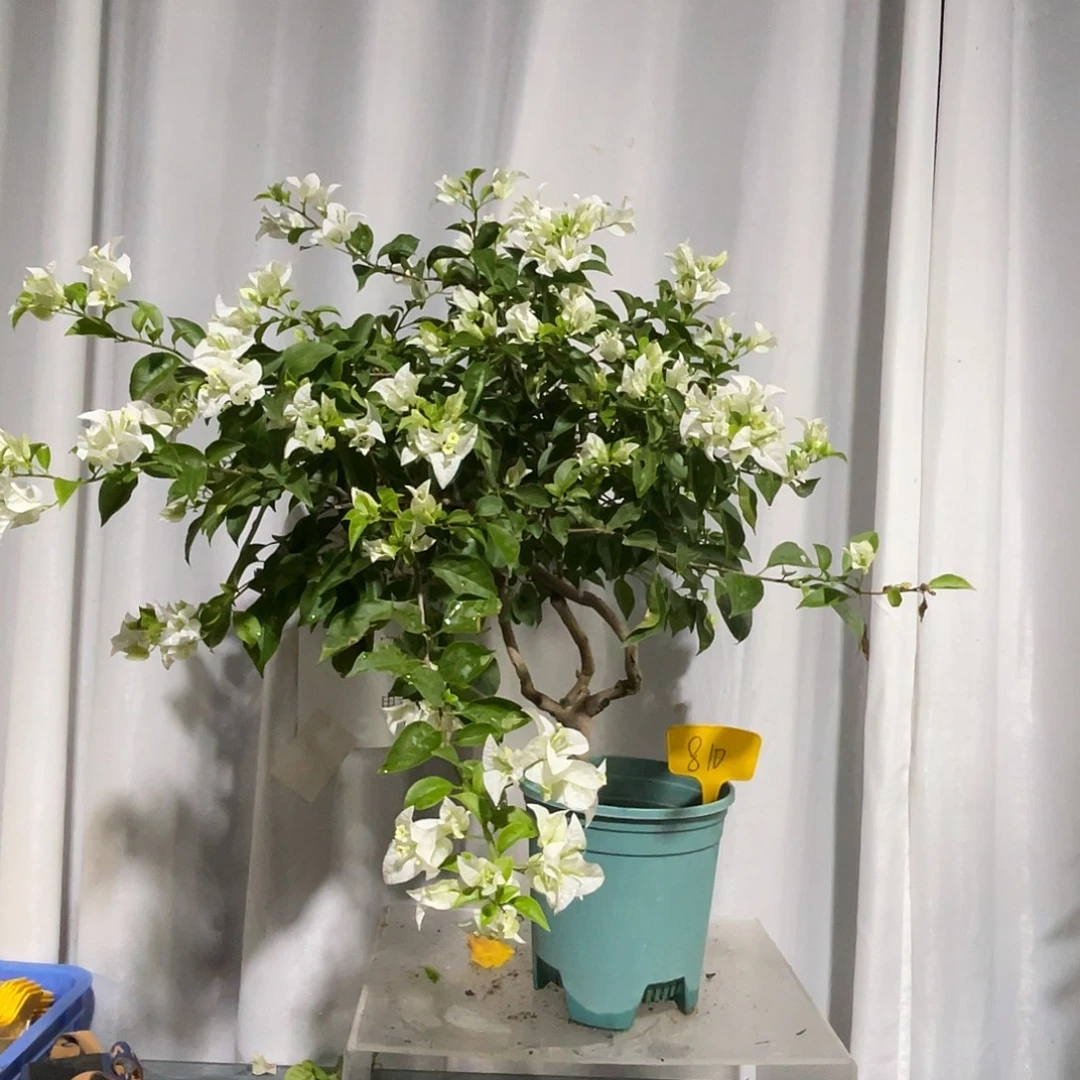 当前无花栽培后可以开花810白雪公主桩