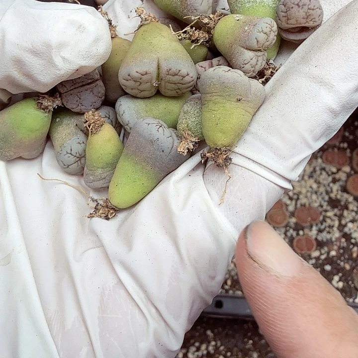 好喜欢看肖蘸唱歌跳舞呀652是