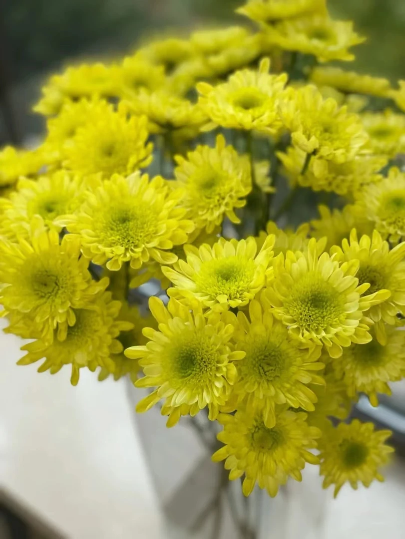 套餐四十五 瑞黄小菊3支+紫色风铃花一把