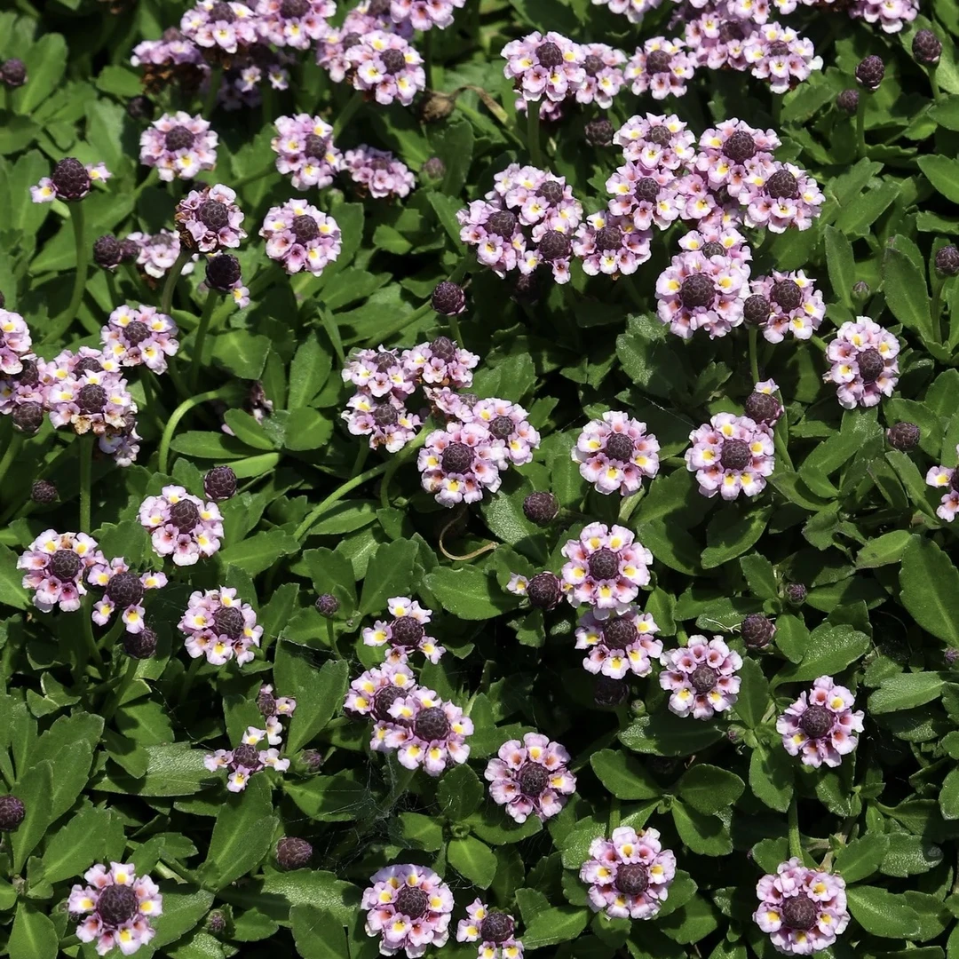 【姬岩垂草】110口径小盆（6单包邮拍6发8）盆栽好养地被植物