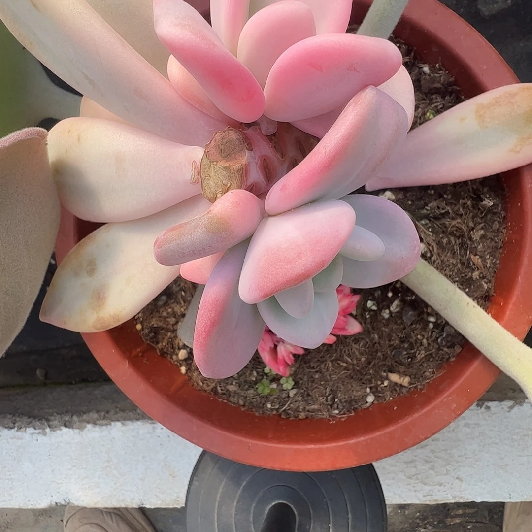 ：***诚多肉植物多肉植物