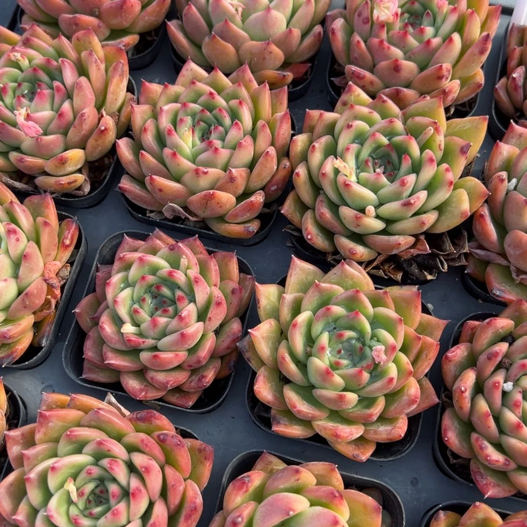 查尔斯顿一颗量拍多肉满20包邮下午发