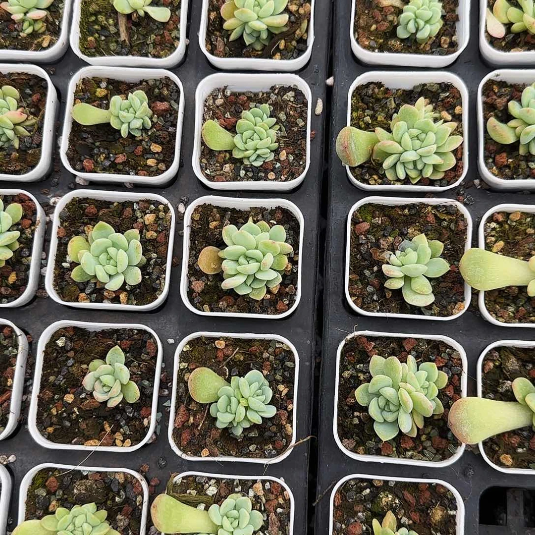 三头174 外棚5 cm盆一个满25包邮