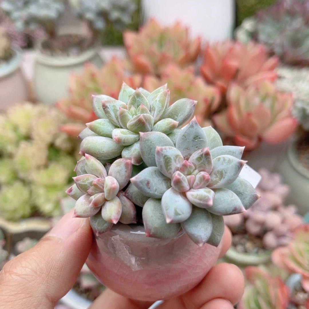 944 秋月美人 带陶瓷盆发货 一物一拍