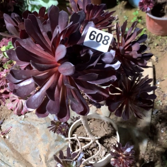 608法师多肉植物小黑豆
