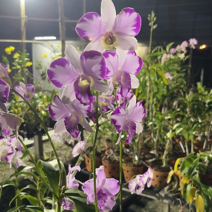 当前无花朵，栽培后可花朵青227