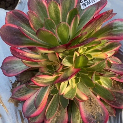 天***颊673黑魔锦满25包邮多肉