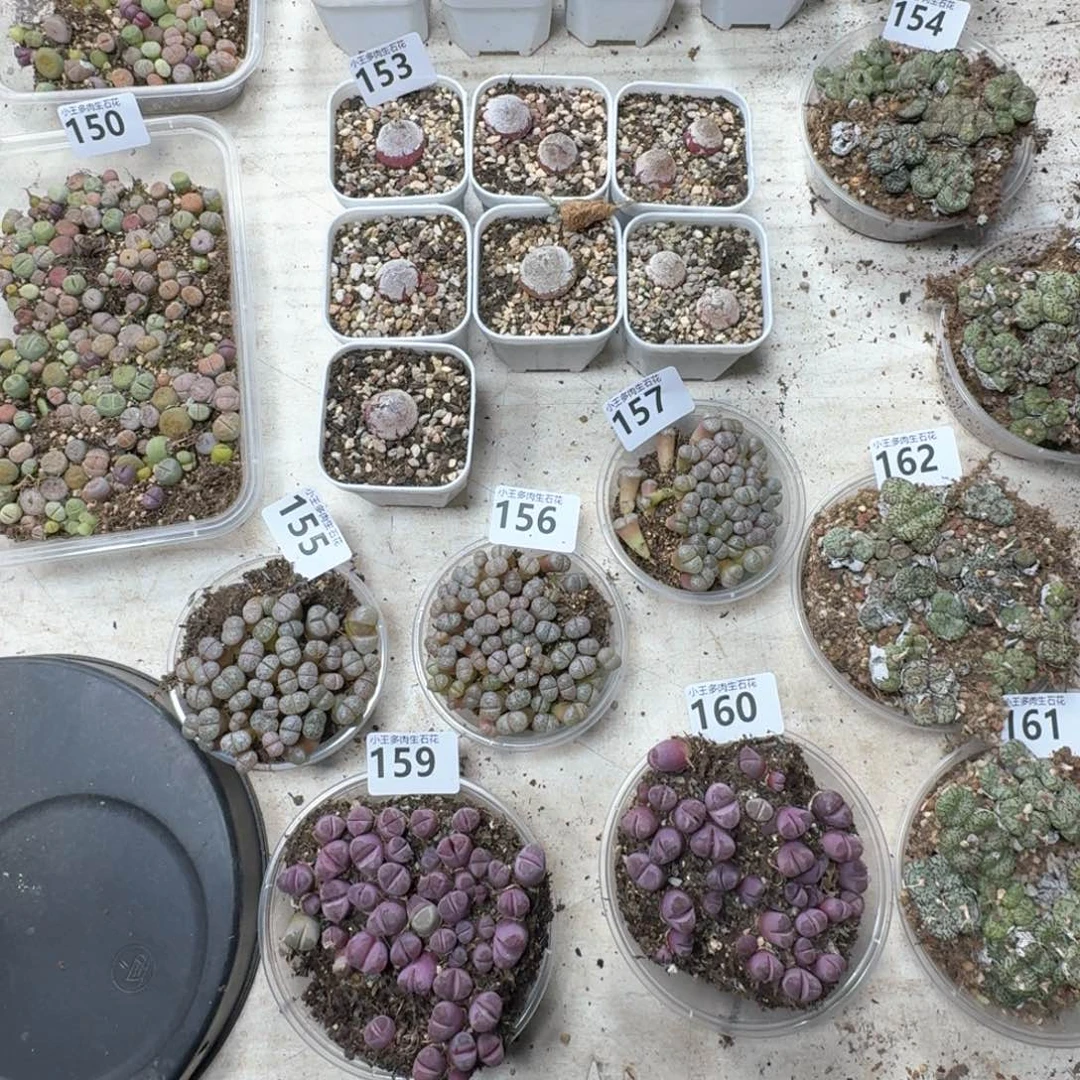 奕***园153。 小灯泡10颗多肉植物