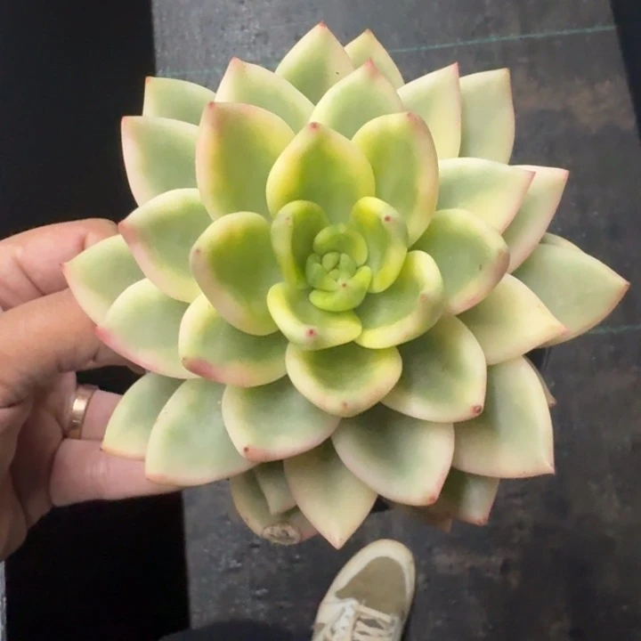 祝枝松 锦 美人杂交 一物一拍