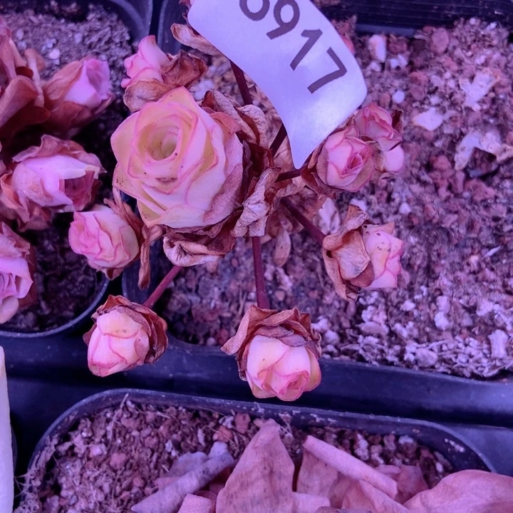 紫***儿6917山地玫瑰花群