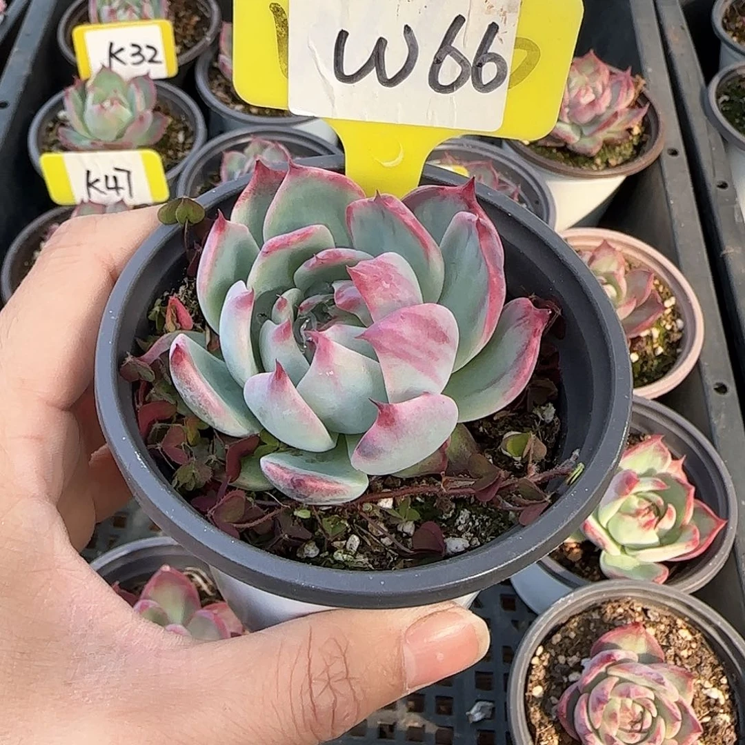 有***。W66惊鸿单头多肉