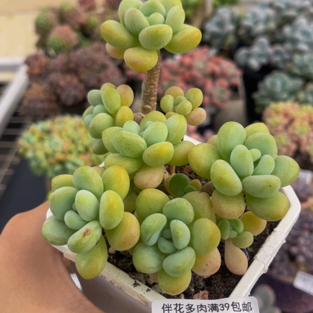 130-白奶糖多肉8cm