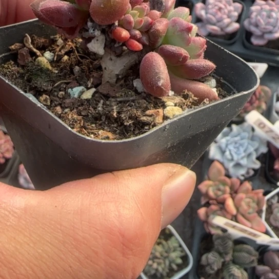 263红唇多肉植物多