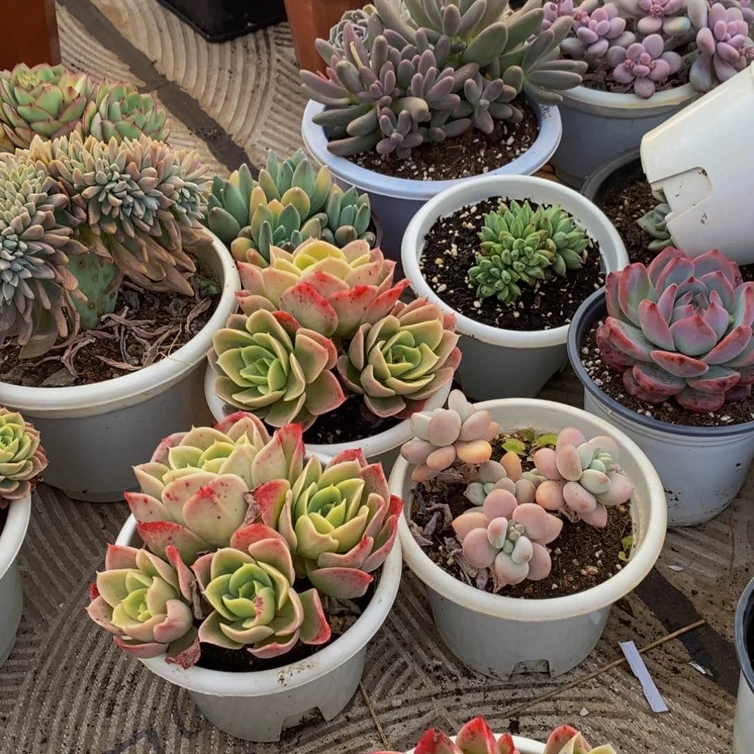 ?****？48包邮一物一拍多肉植物