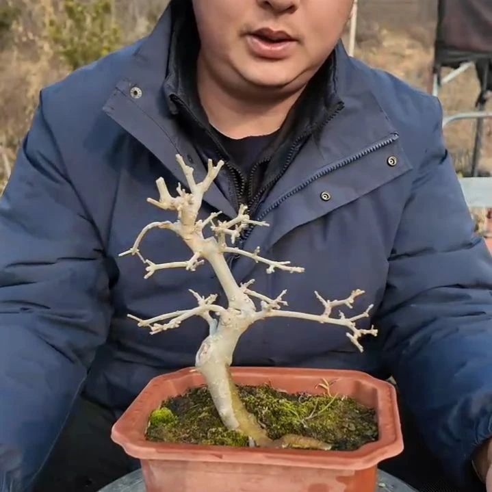 无花朵对节白蜡盆景