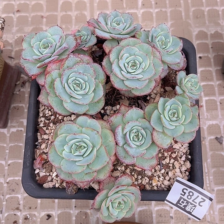 奶油黄桃2785多肉植物