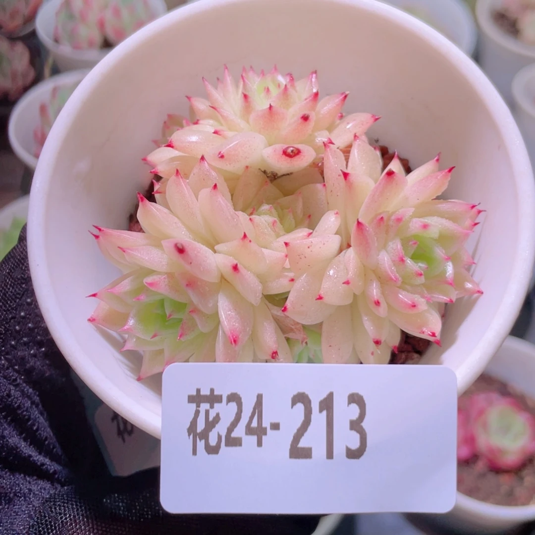 花利美24-213麦秆