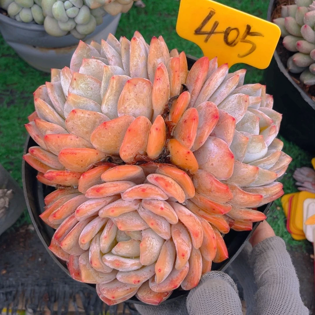 平**水405fghjjjjjjjjj