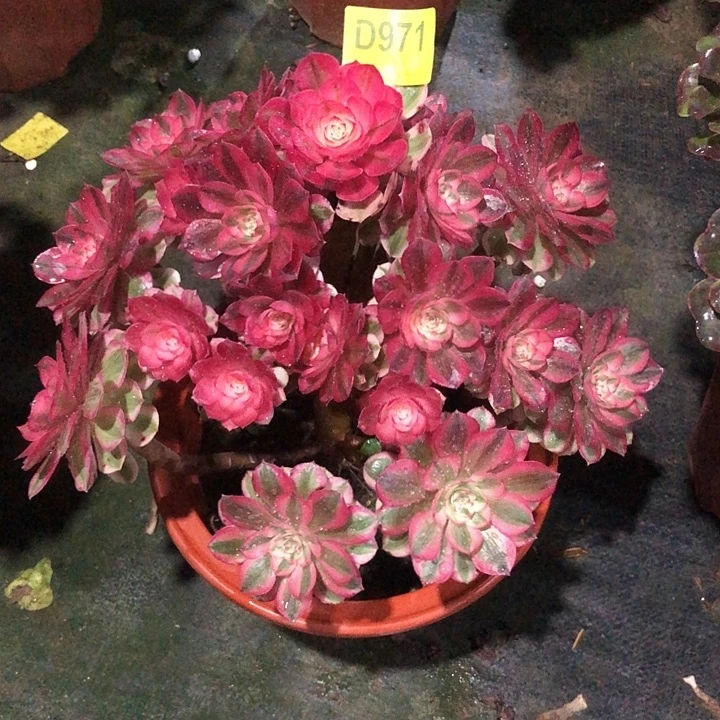 倾城多肉97100000000000