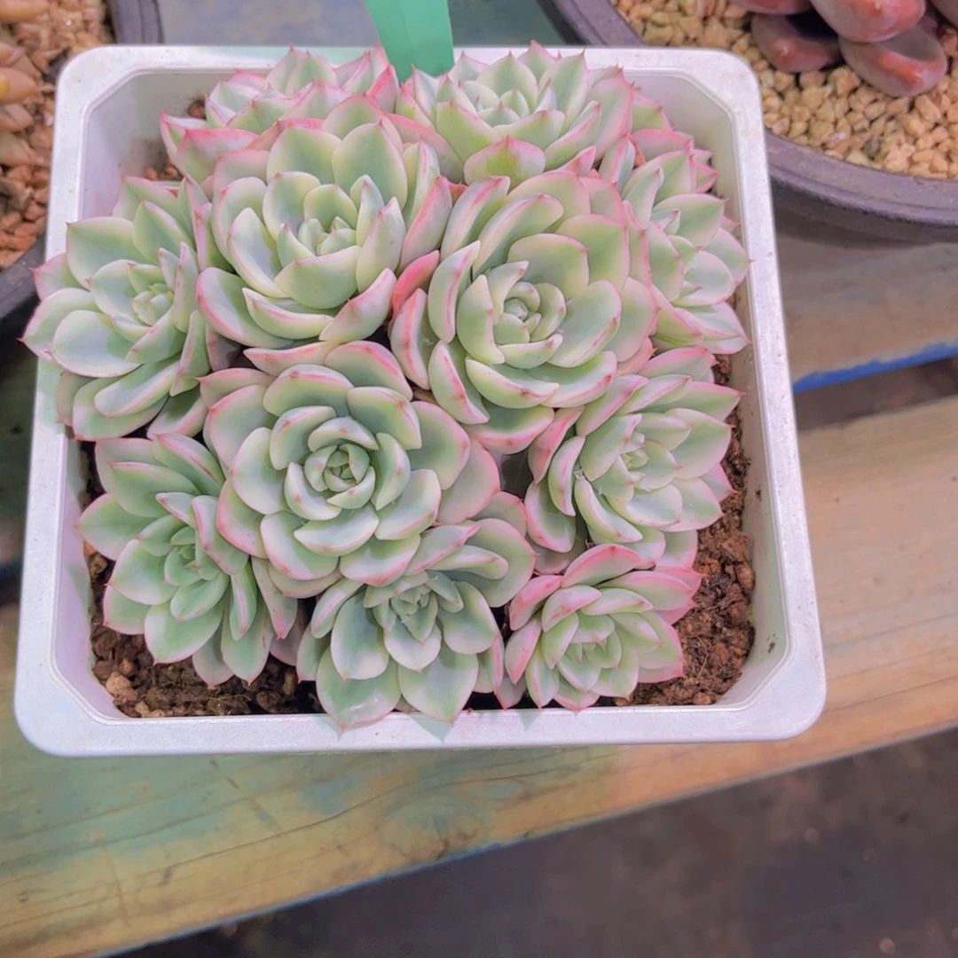 四***夕黄桃锦Ａ８６２一颗一物一拍