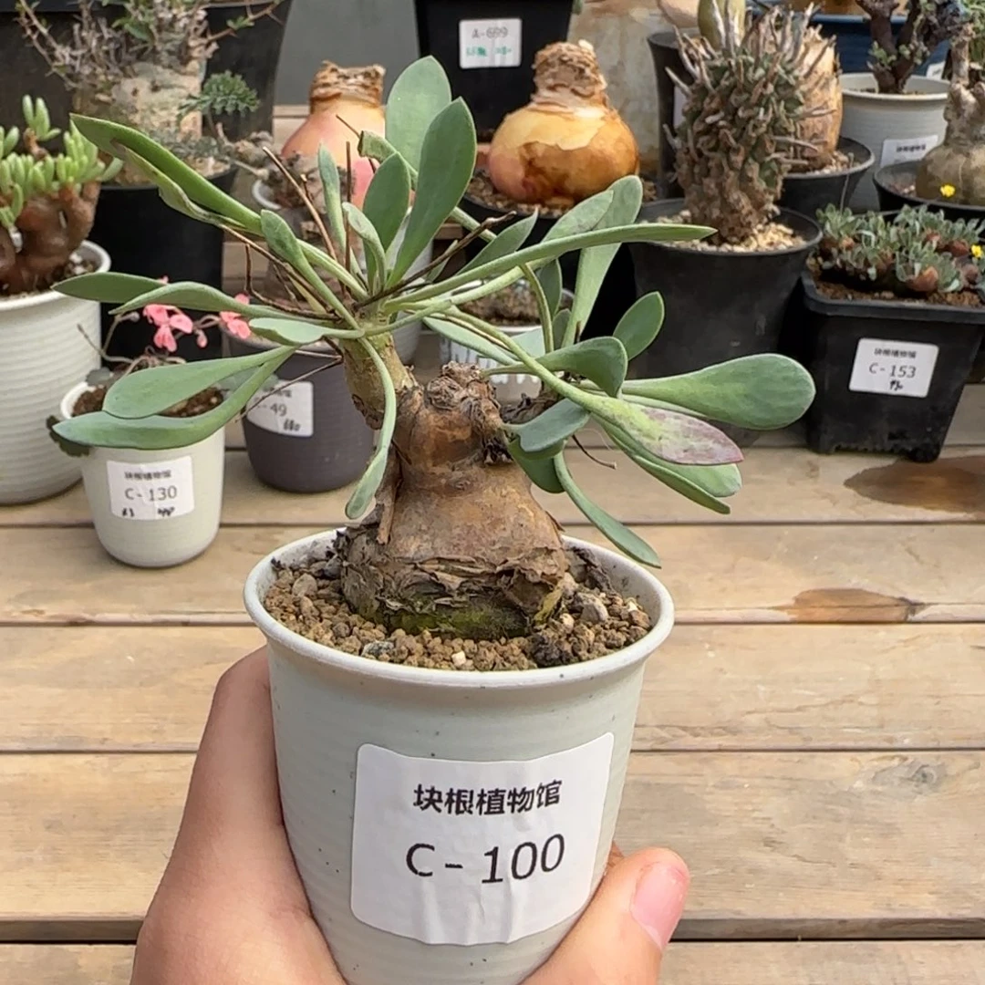 100开普敦不带盆发货
