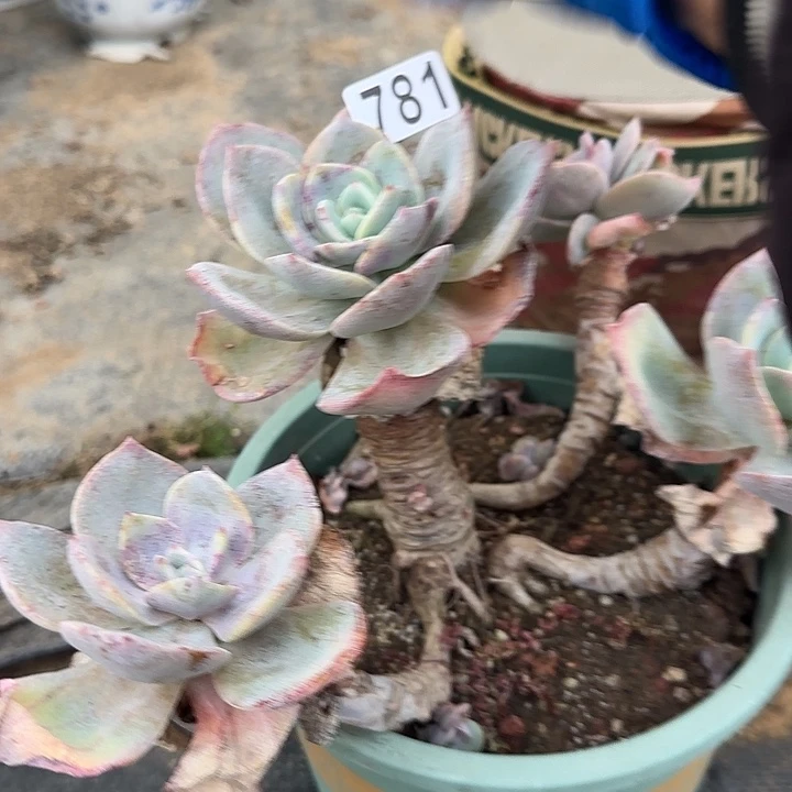 雅***！781白凤脱土发货不退不换