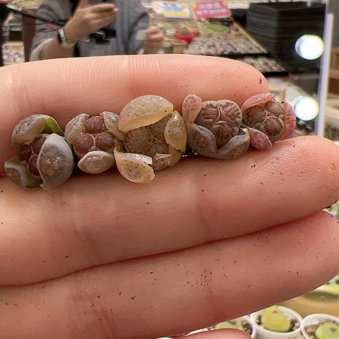 【闪购商品】62 菊奔驰