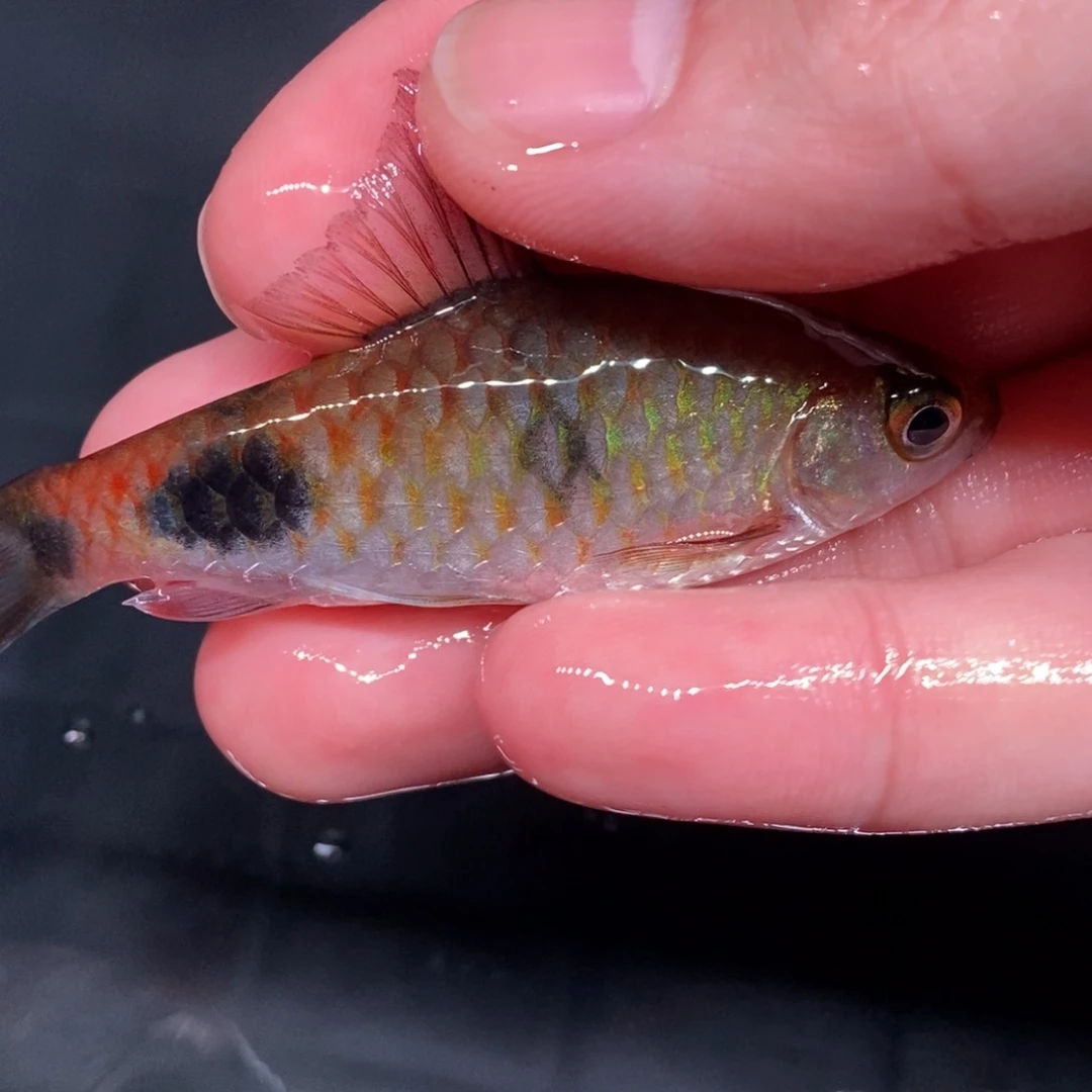 海水鱼道金斯鲃 鲫鱼 红叹斑点