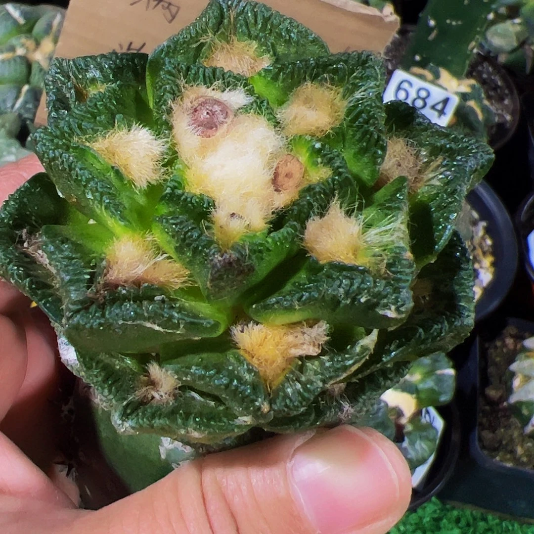 无花朵大尤辛顿735