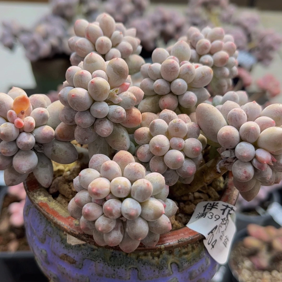 704/10cm香水手指多肉植物