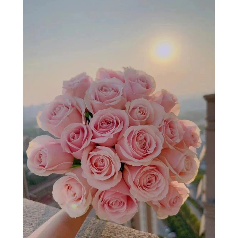 粉红雪山玫瑰10支云南基地直发