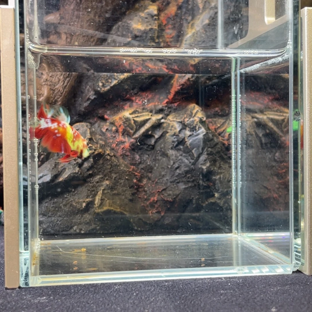 斗鱼十二月二十日竞价