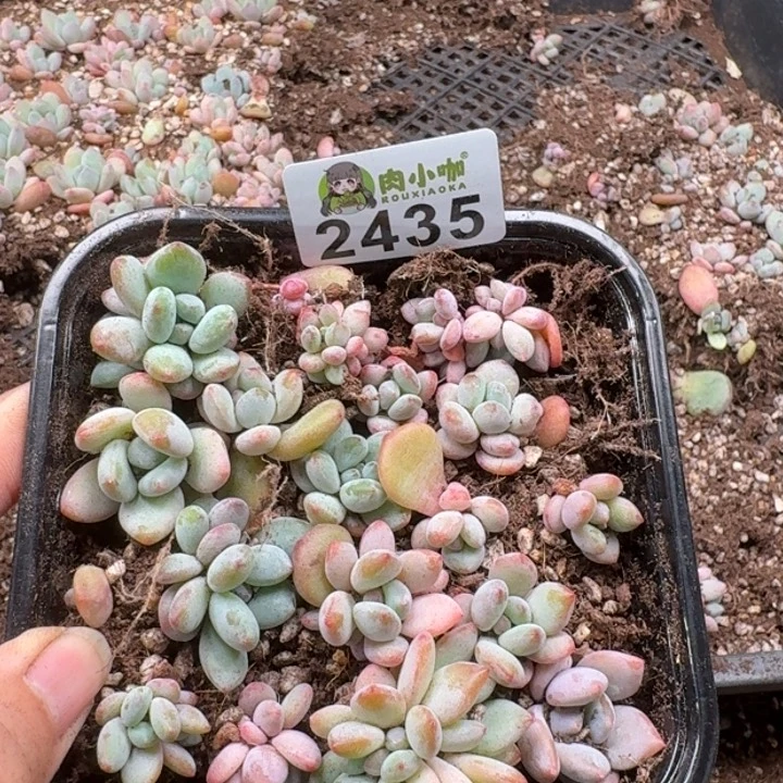 多肉植物多肉植物