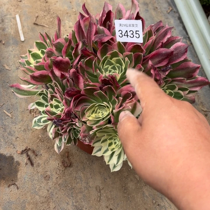 白凤多肉法师3435