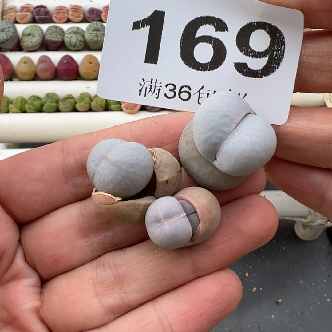 3.6好看的多肉脱土发货169